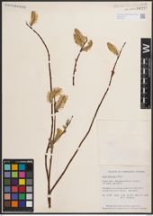 Foto von Salix discolor Muhl.
